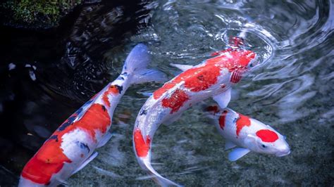 Fish Live Fish .